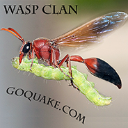 WASP Steam Group Avatar